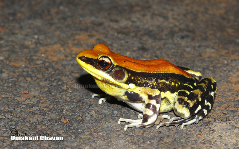 Fungoid Frog